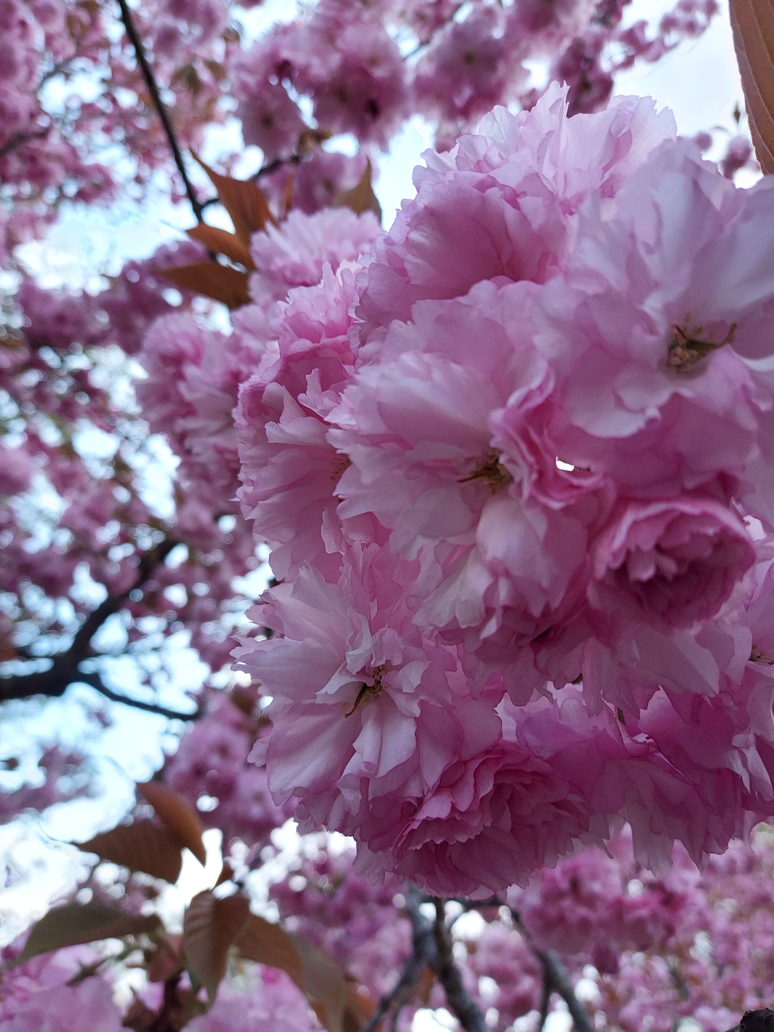 Ryoko Blog 墨田区ｏｌ通販物語 弘前 帰省日記 弘前公園 Livedoor Blog ブログ