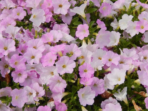 DSCN9805