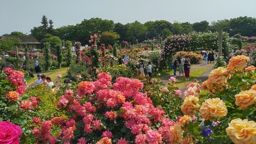 202159京成バラ園_210509_20