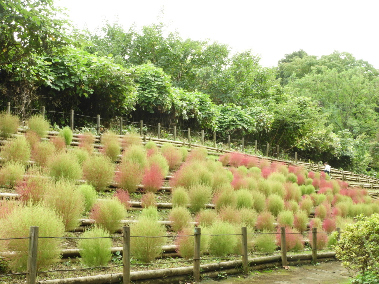 Ryoko Blog 墨田区ｏｌ通販物語 都心でコキア鑑賞 東京都立 戸山公園 Livedoor Blog ブログ