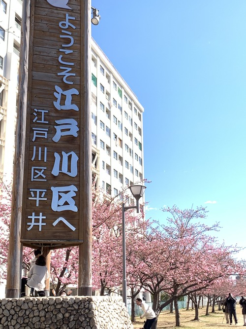 桜3