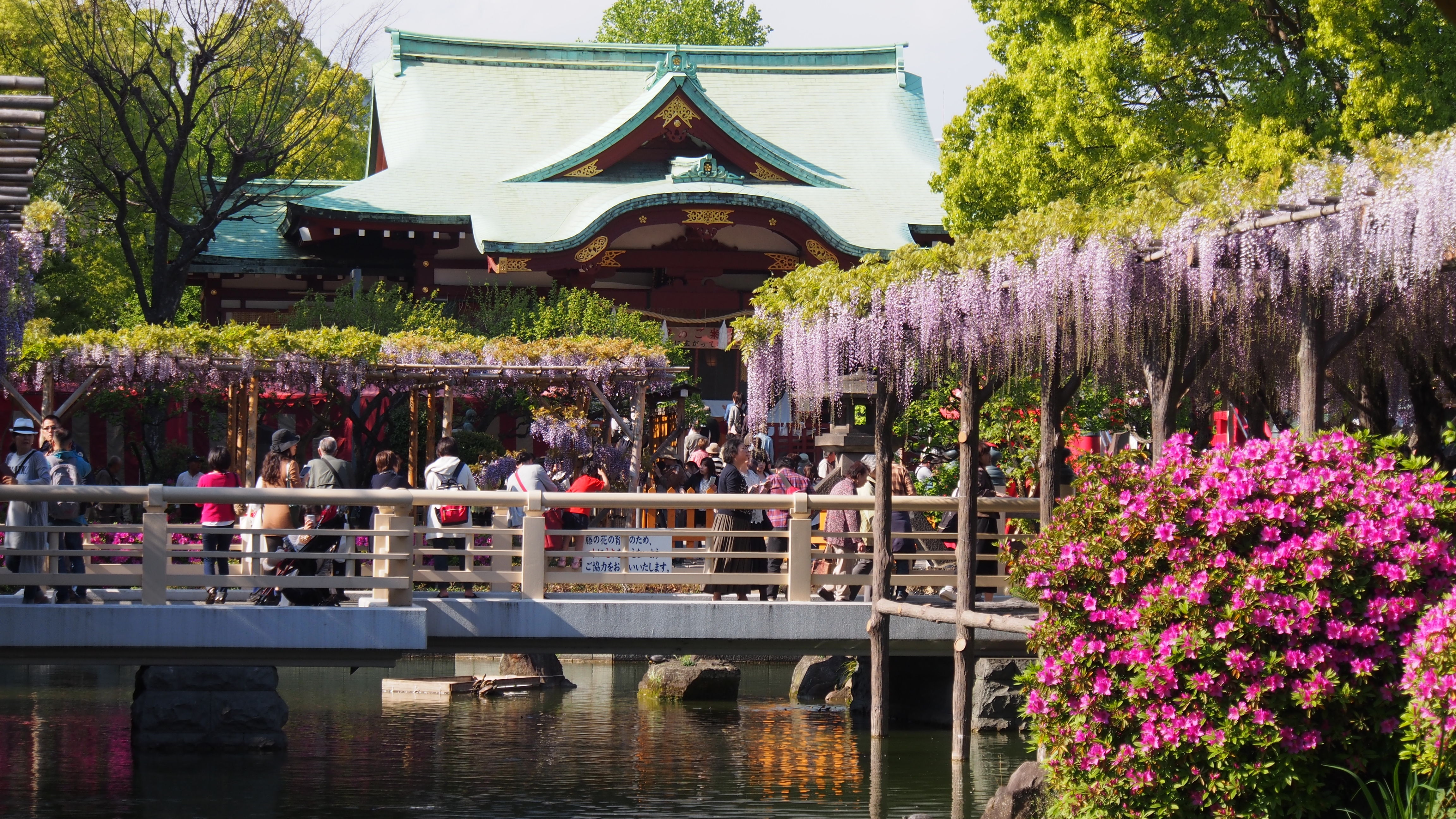 Ryoko Blog 墨田区ｏｌ通販物語 亀戸天神の藤まつり Livedoor Blog ブログ