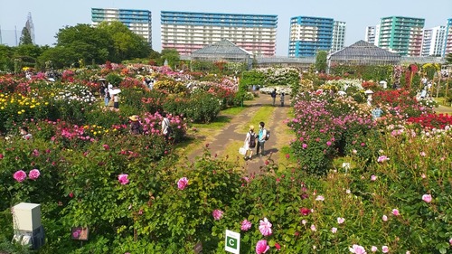 202159京成バラ園_210509_40