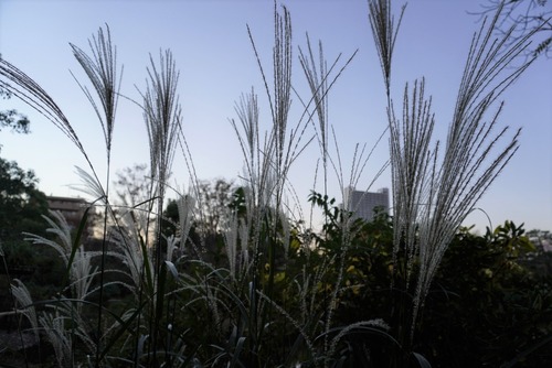 向島百花園5