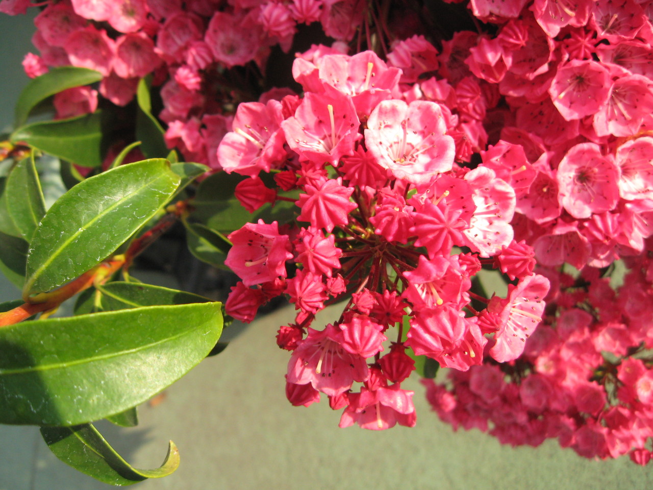 蕾は金平糖みたい 草月流上村春洸ぎゃらりー