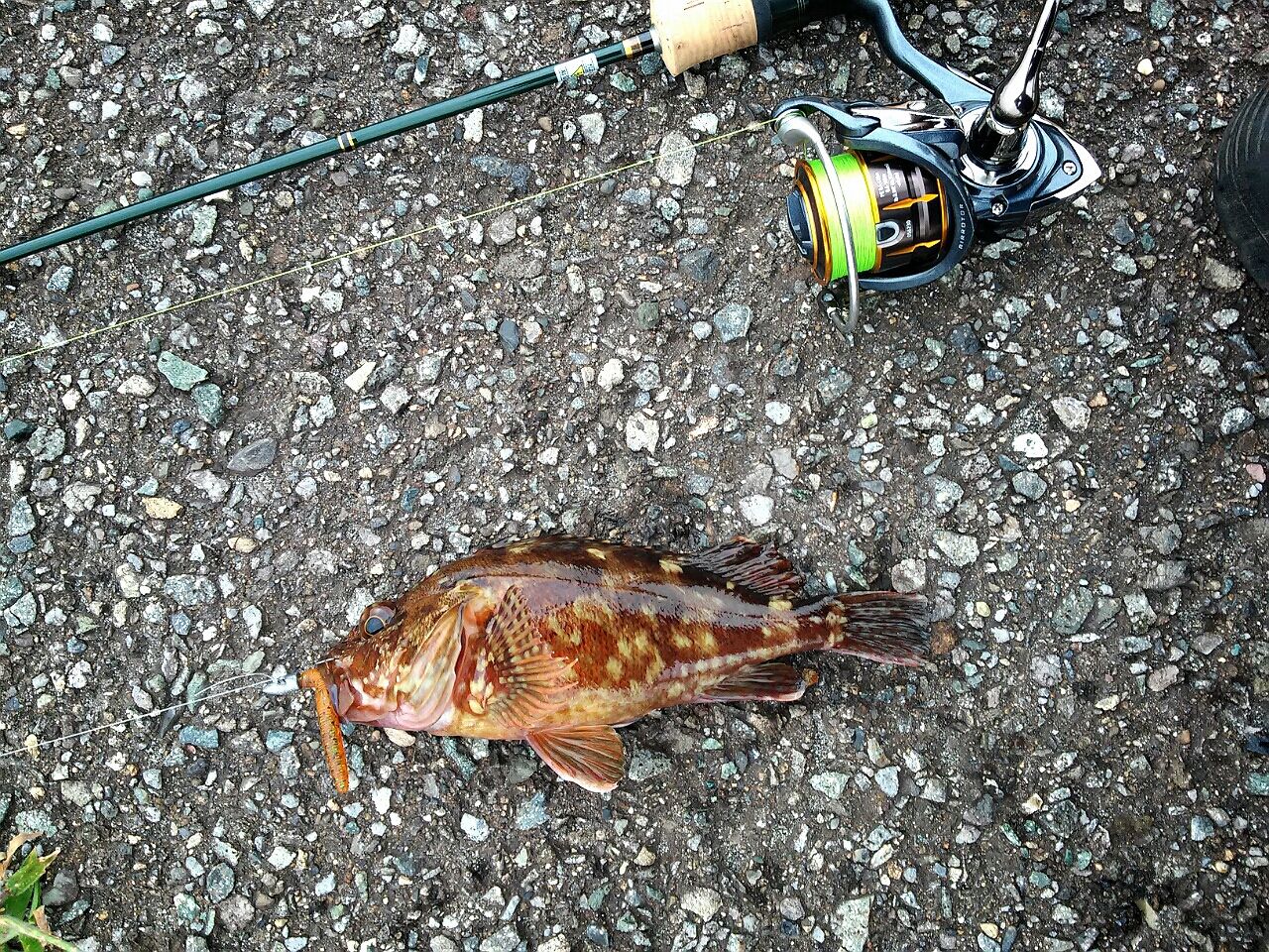 三浦 三崎周辺で釣れる魚 遊ヶ崎グループ スタッフブログ