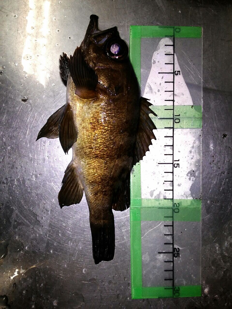 三浦 三崎周辺で釣れる魚 遊ヶ崎グループ スタッフブログ 三浦 三崎周辺で釣れる魚 遊ヶ崎グループ スタッフブログ