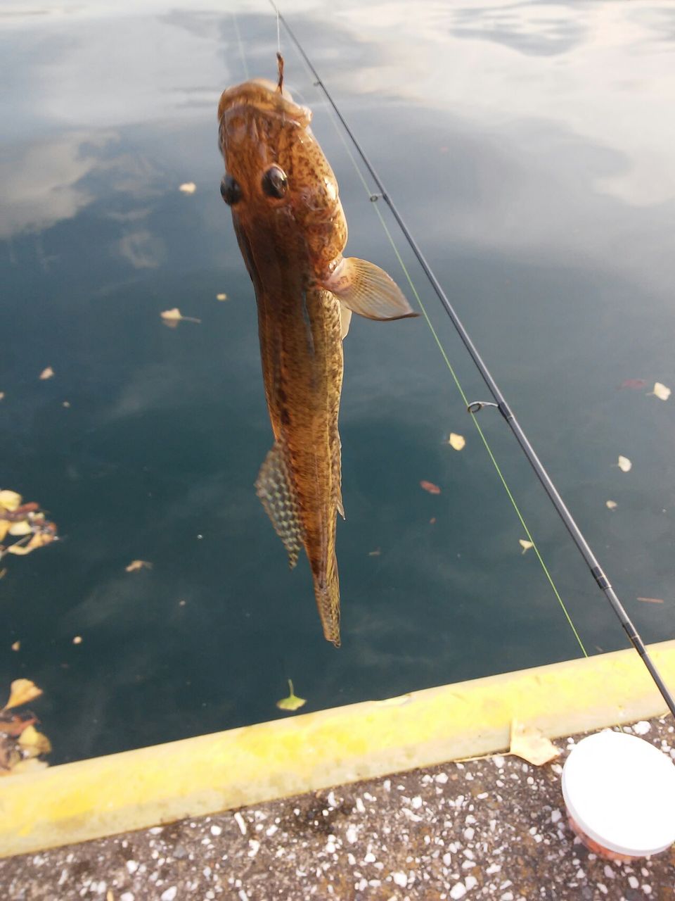 三浦 三崎周辺で釣れる魚 遊ヶ崎グループ スタッフブログ 三浦 三崎周辺で釣れる魚 遊ヶ崎グループ スタッフブログ