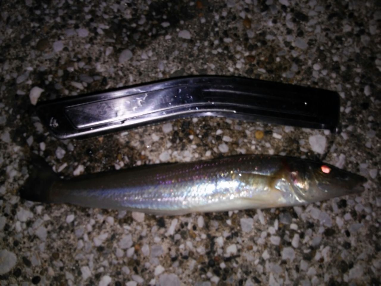 城ヶ島で短時間ライトルアー釣行 遊ヶ崎グループ スタッフブログ