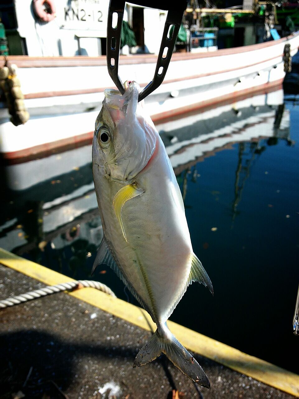 三浦 三崎周辺で釣れる魚 遊ヶ崎グループ スタッフブログ