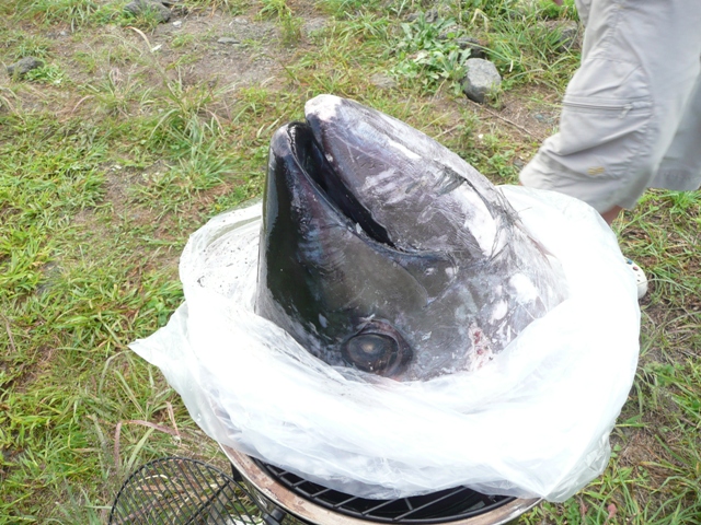 本マグロ カブト焼き バーベキュー 遊びのホームラン王