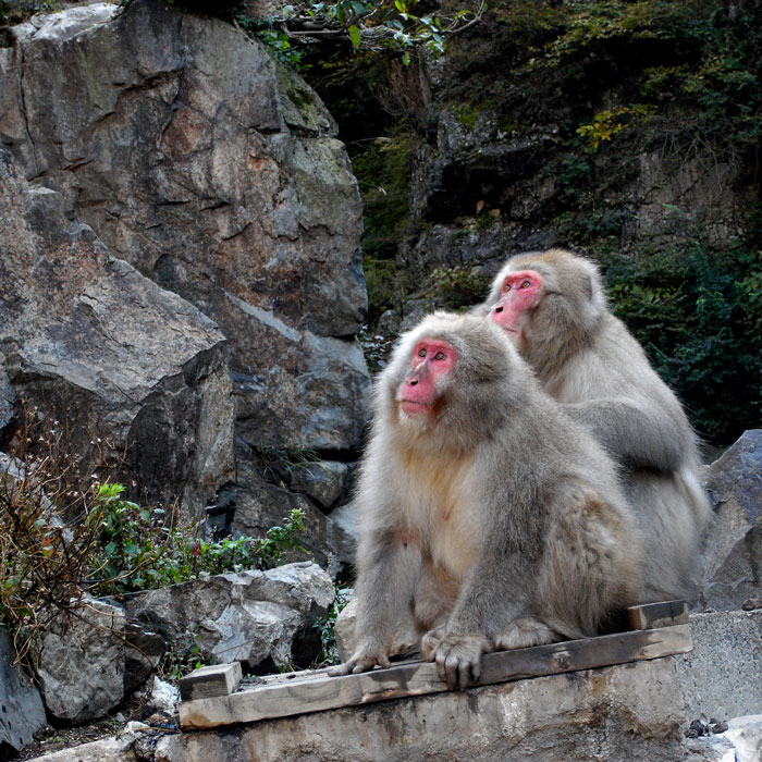 新年あけましておめでとうございます お猿な担当者日記 株式会社アセンブル