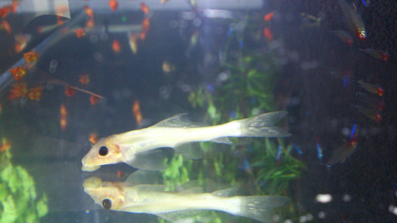 熱帯魚に関すること 部長の世界 改 熱帯魚に関すること 部長の世界 改