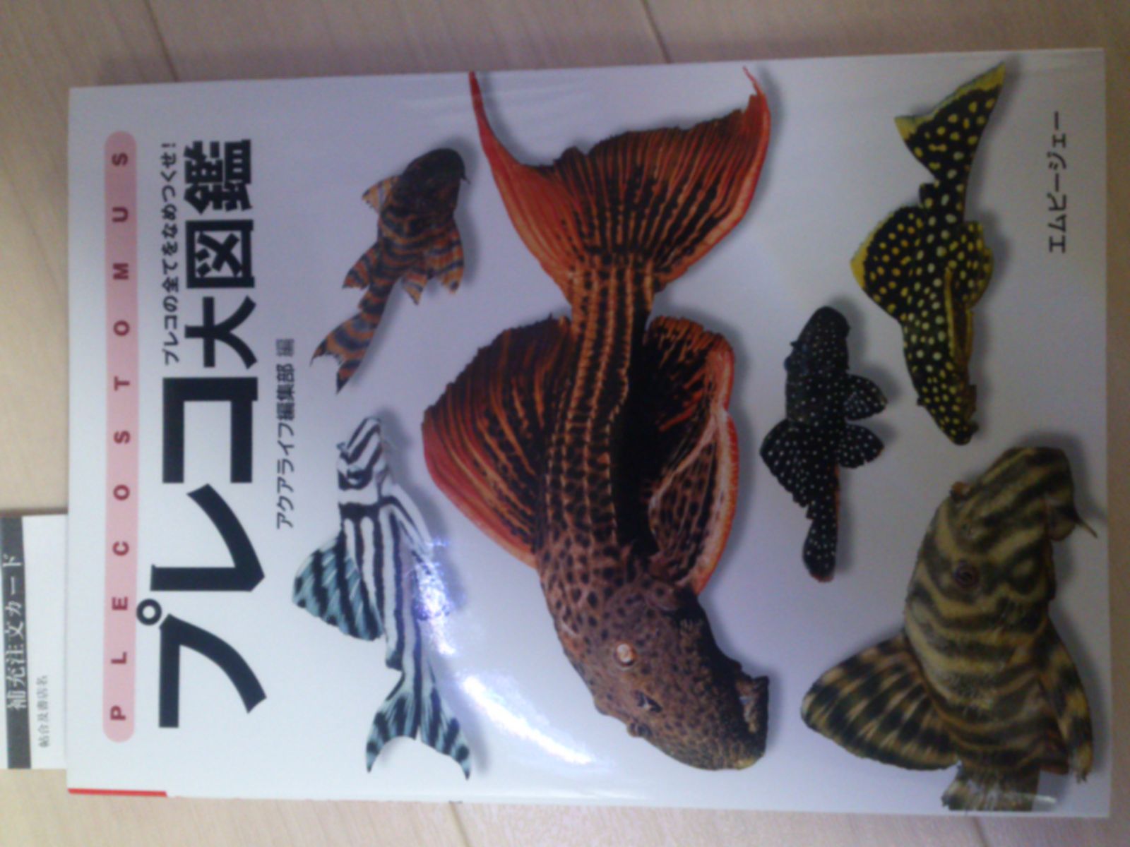 熱帯魚に関すること 部長の世界 改