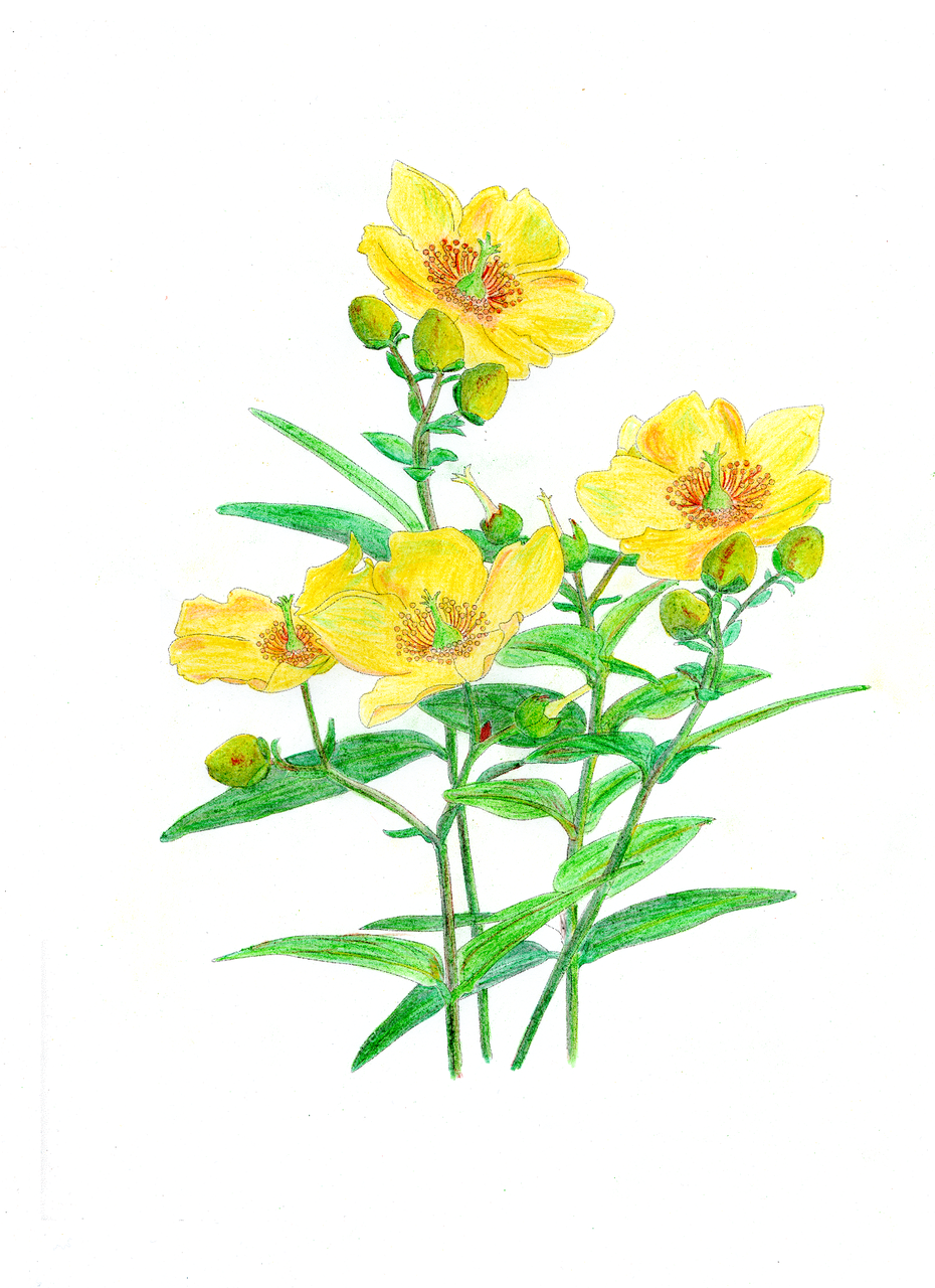 【楽天市場】大人の塗り絵 海外輸入版 ねむれる森ぬり絵ブック 【enchanted forest / johanna basford】 大人の 【上選択】 塗り絵 花 チューリップ ~ 印刷可能なぬりえ