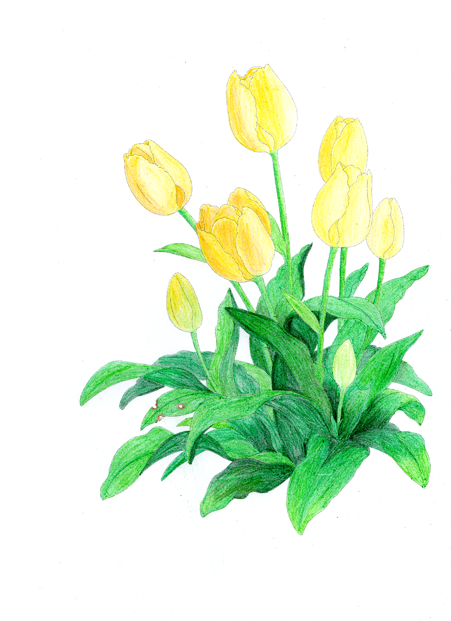 チューリップ 塗り絵 チューリップ 塗り絵 簡単 ~ 無料の印刷可能な資料