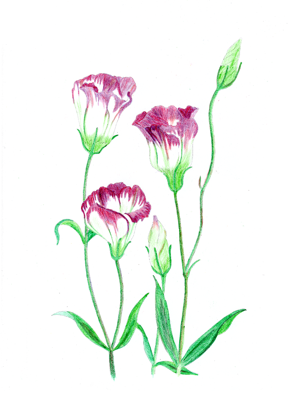 【楽天市場】大人の塗り絵 海外輸入版 ねむれる森ぬり絵ブック 【enchanted forest / johanna basford】 大人の 【最も人気のある!】 コスモス 塗り絵 ~ 印刷可能なぬりえ