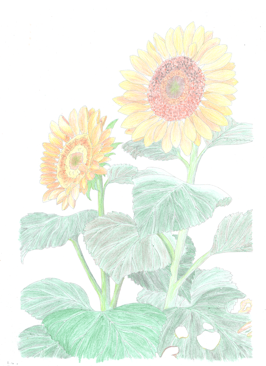 【楽天市場】大人の塗り絵 海外輸入版 ねむれる森ぬり絵ブック 【enchanted forest / johanna basford】 大人の 【2020年の最高】 ひまわり 塗り絵 ~ 印刷可能なぬりえ