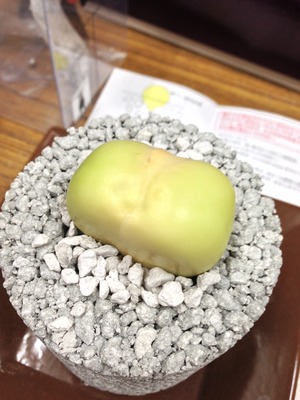 エコポチ