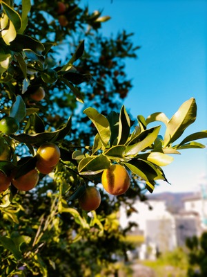 IMG20201207144107