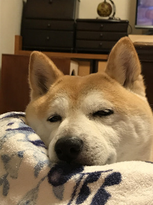 柴犬