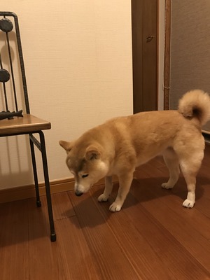 いぬ
