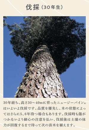 ウッドワン　伐採