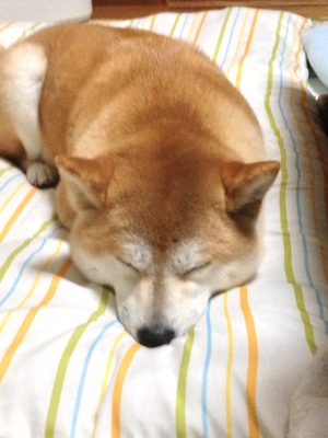 柴犬の爆睡