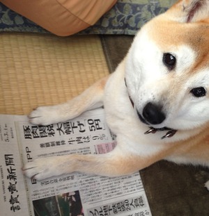 柴犬が新聞を