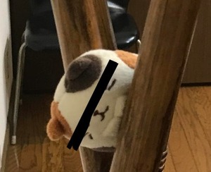 保護されたネコさん アシストホーム