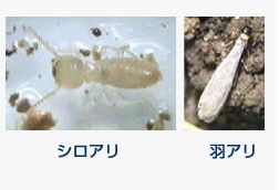 シロアリ