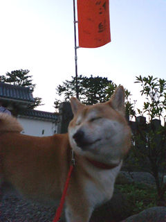 みかんin小田原城