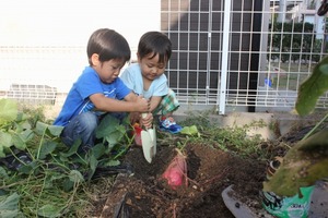 芋掘り　子供