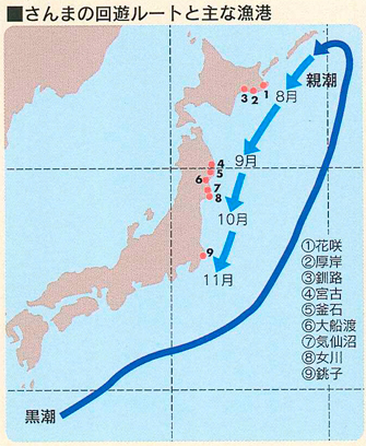 秋刀魚 回遊√