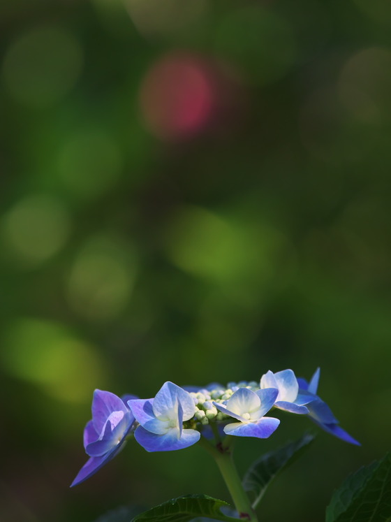 P6080504