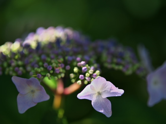 P6080298