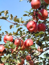 �դ���󤴤Ϻǹ�