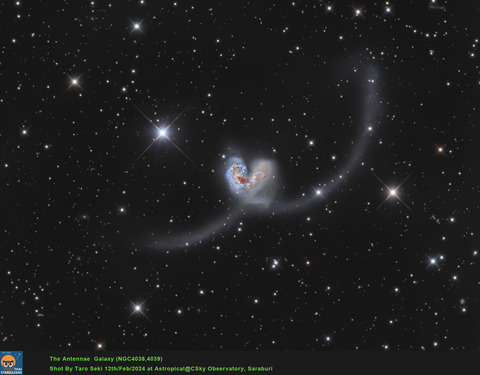 Antennae-RGB_1-crop-Edit01-Finish