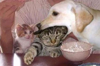 犬に噛まれる猫1