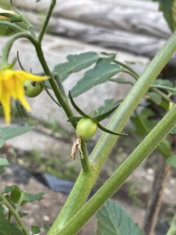 IMG_2609