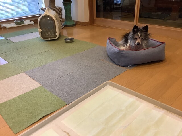 預かり犬 今日引き取られました 予想外に寂しい あすか倶楽部 多手芸生活と道具作り