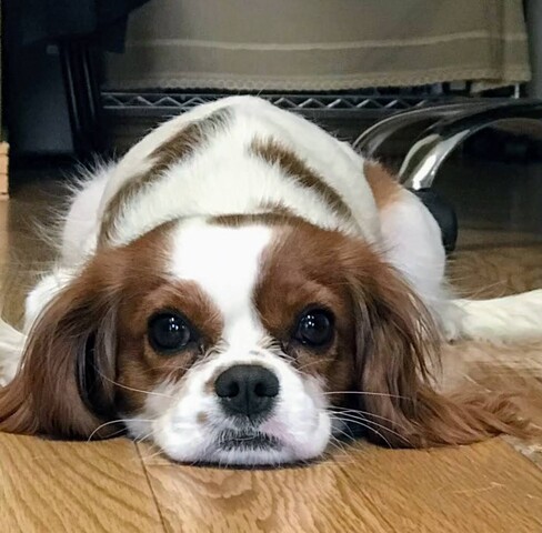 犬の尿の匂い ソファーに粗相 オレンジ洗剤では消しきれないのであれを使ってみた あすか倶楽部 多手芸生活と道具作り 犬の尿の匂い ソファーに粗相 オレンジ洗剤では消しきれないのであれを使ってみた あすか倶楽部 多手芸生活と道具作り
