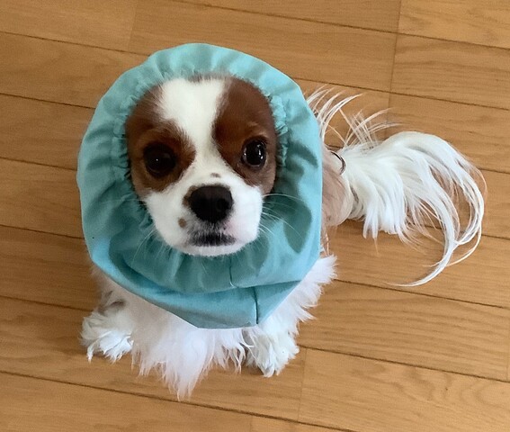 ソーイング 犬のスヌードを作ってみました あすか倶楽部 多手芸生活と道具作り