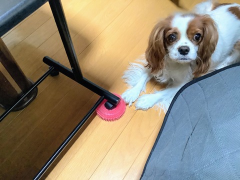 返せと訴える犬