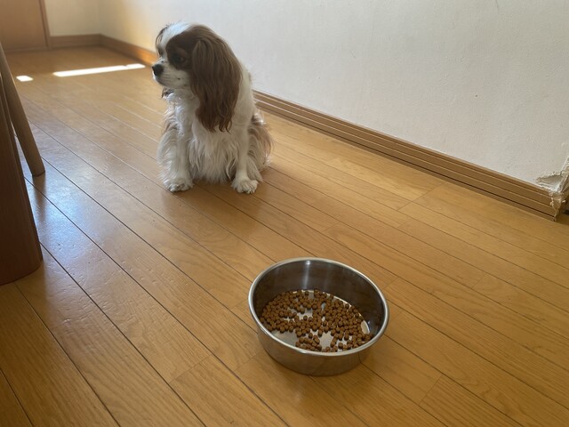 偏食犬 お気に入りのお皿を割ってしまった ご機嫌斜め あすか倶楽部 多手芸生活と道具作り 偏食犬 お気に入りのお皿を割ってしまった ご機嫌斜め あすか倶楽部 多手芸生活と道具作り