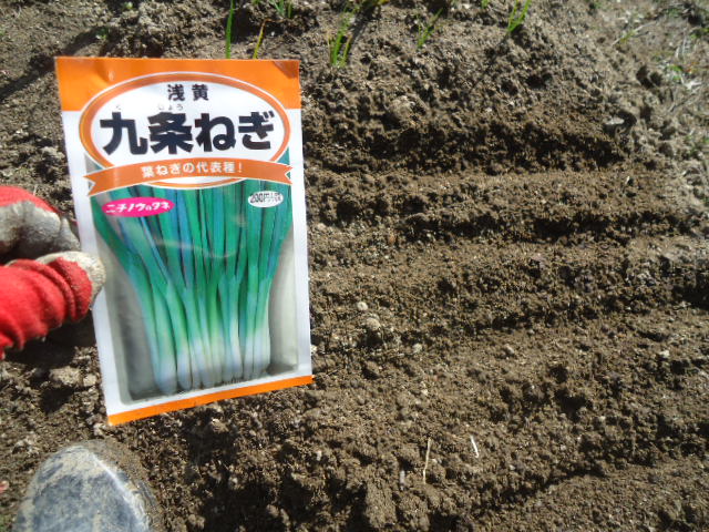 九条ネギの種まき 田中さんちの家庭菜園 九条ネギの種まき 田中さんちの家庭菜園