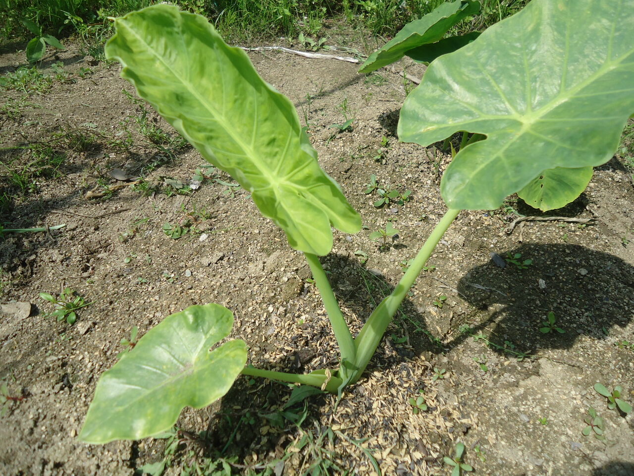 ハスガラ ハスイモ 田中さんちの家庭菜園