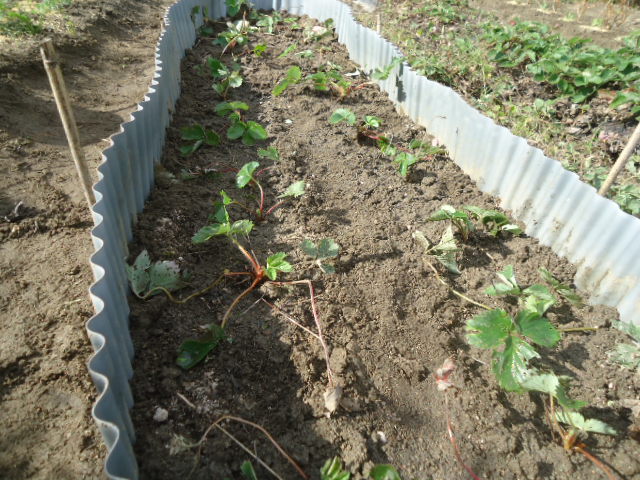 イチゴの高畝栽培と収穫 田中さんちの家庭菜園