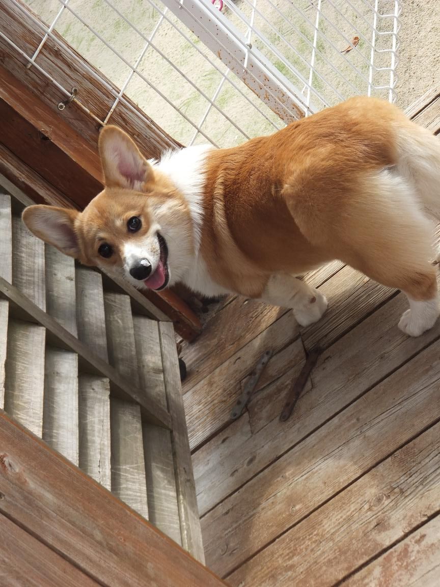 きなこちゃん ウエルシュコーギーのあすか犬舎 きなこちゃん ウエルシュコーギーのあすか犬舎