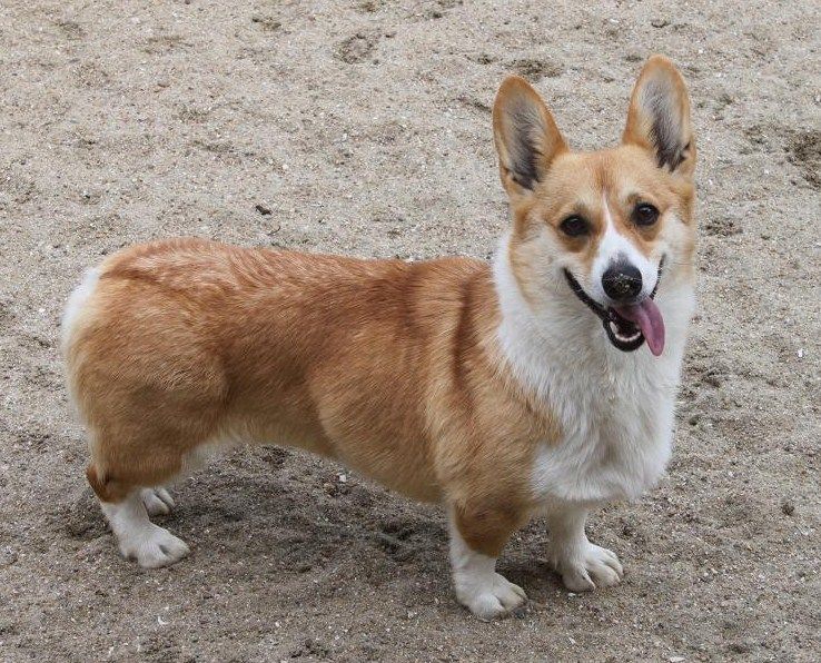 ハリー君の両親犬 ウエルシュコーギーのあすか犬舎